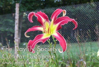 Daylily Trip to the Top